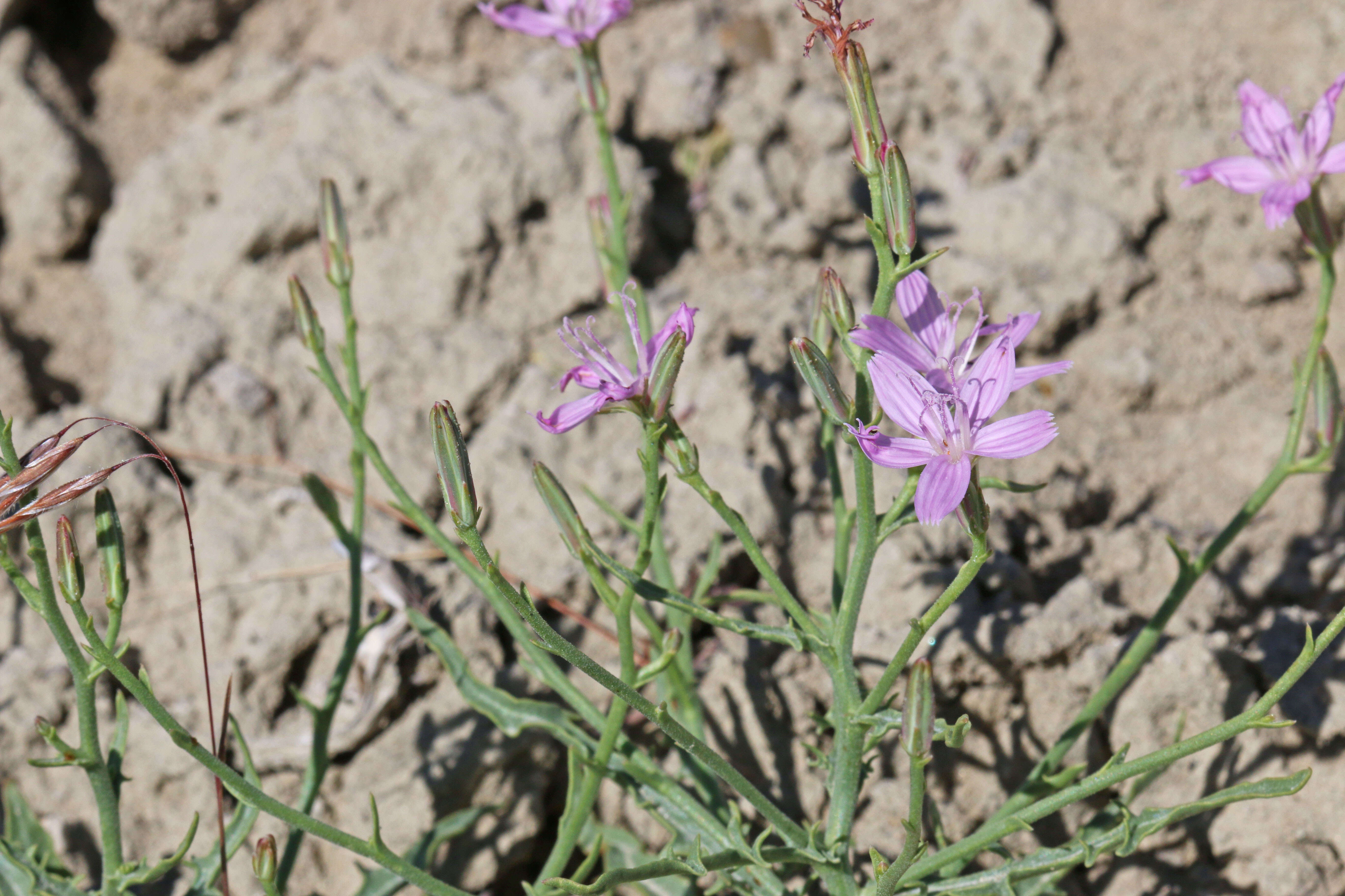 Image of desert wirelettuce