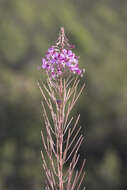 Image of Narrow-Leaf Fireweed