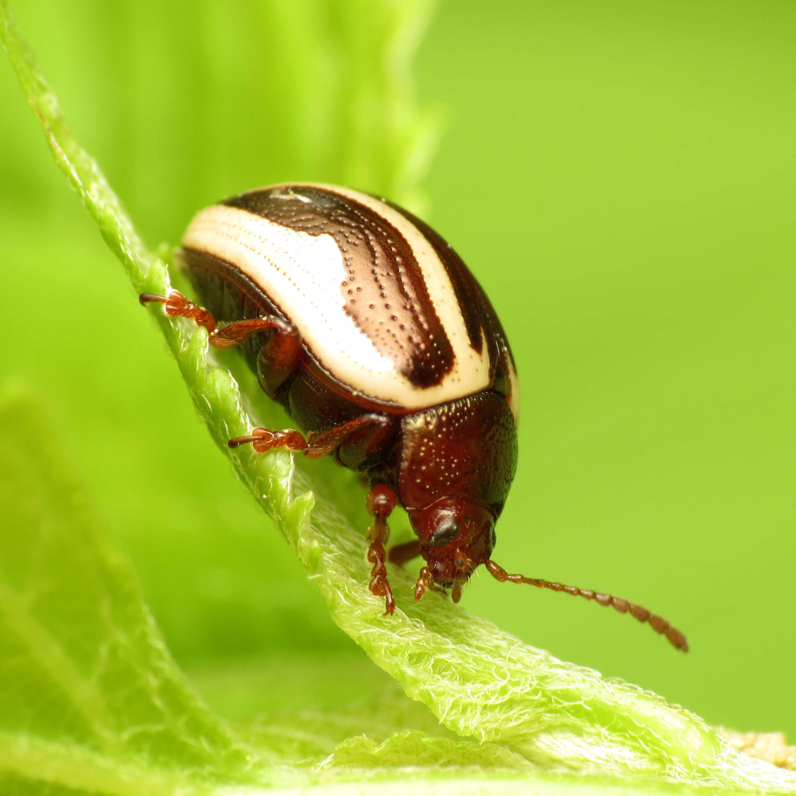 Image of Calligrapha (Bidensomela) bidenticola Brown 1945