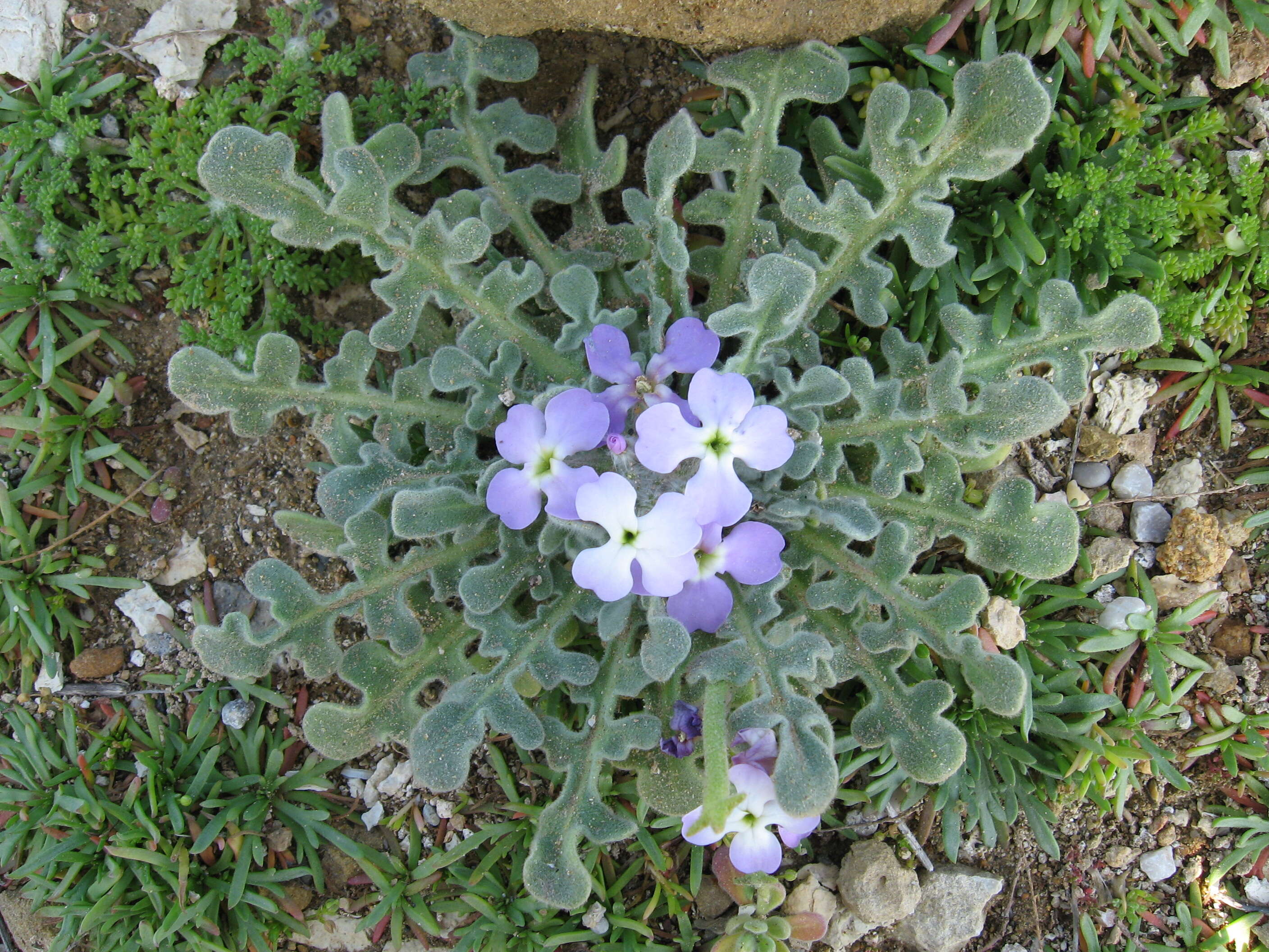 Image of Matthiola tricuspidata (L.) W. T. Aiton