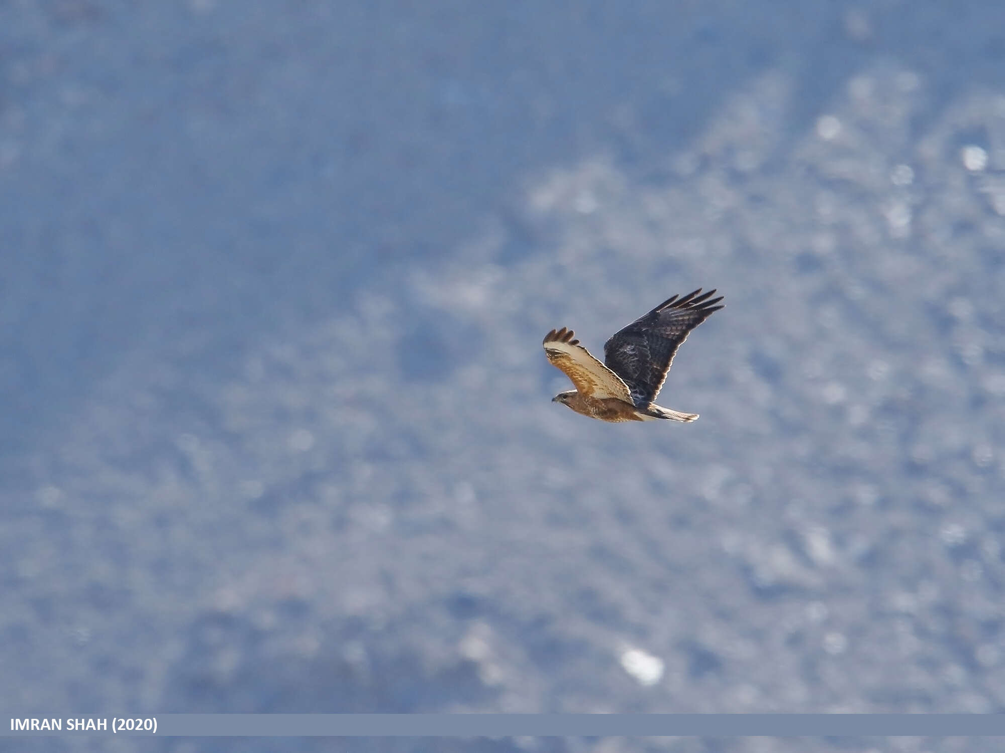 Image of Himalayan Bauzzard