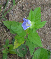 Image of nicandra