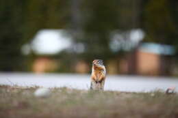 Image of Columbian ground squirrel