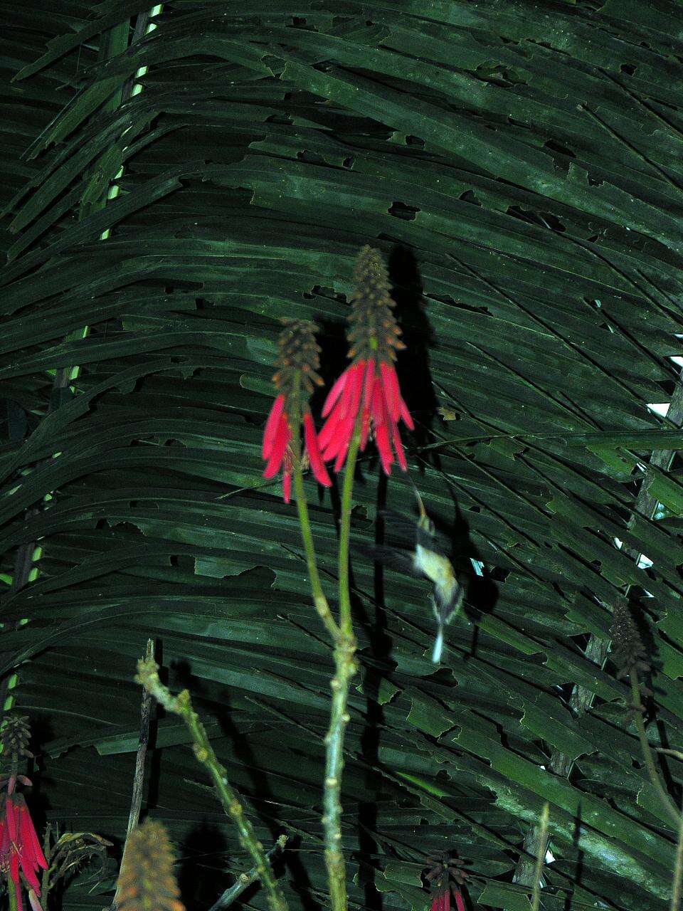 Image of Long-billed Hermit