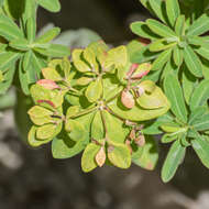 Euphorbia epithymoides L. resmi