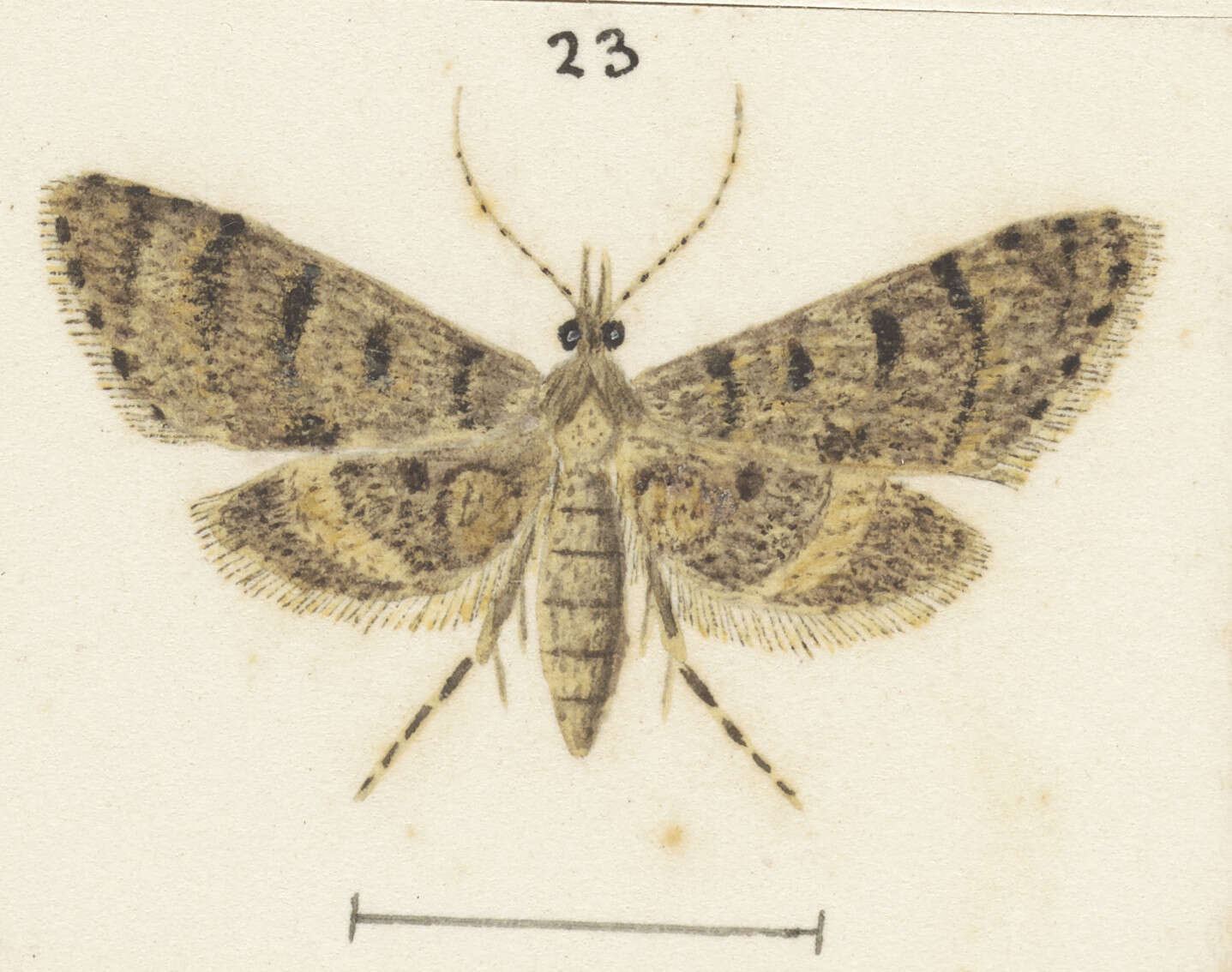Image of Isonomeutis amauropa Meyrick 1887