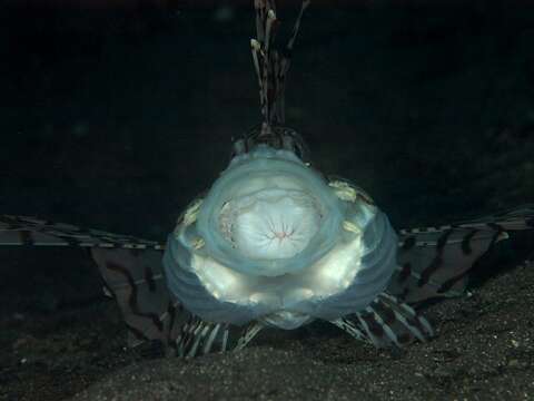 Image of Dragon's Beard Fish