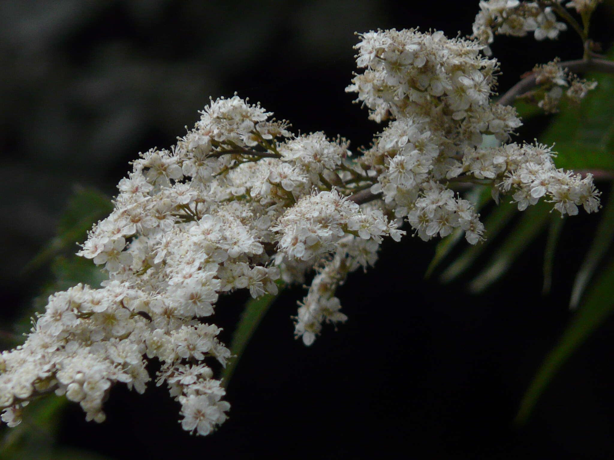 Image of Himalayan sorbaria