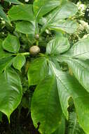 Image of Amorphophallus bulbifer (Roxb.) Blume