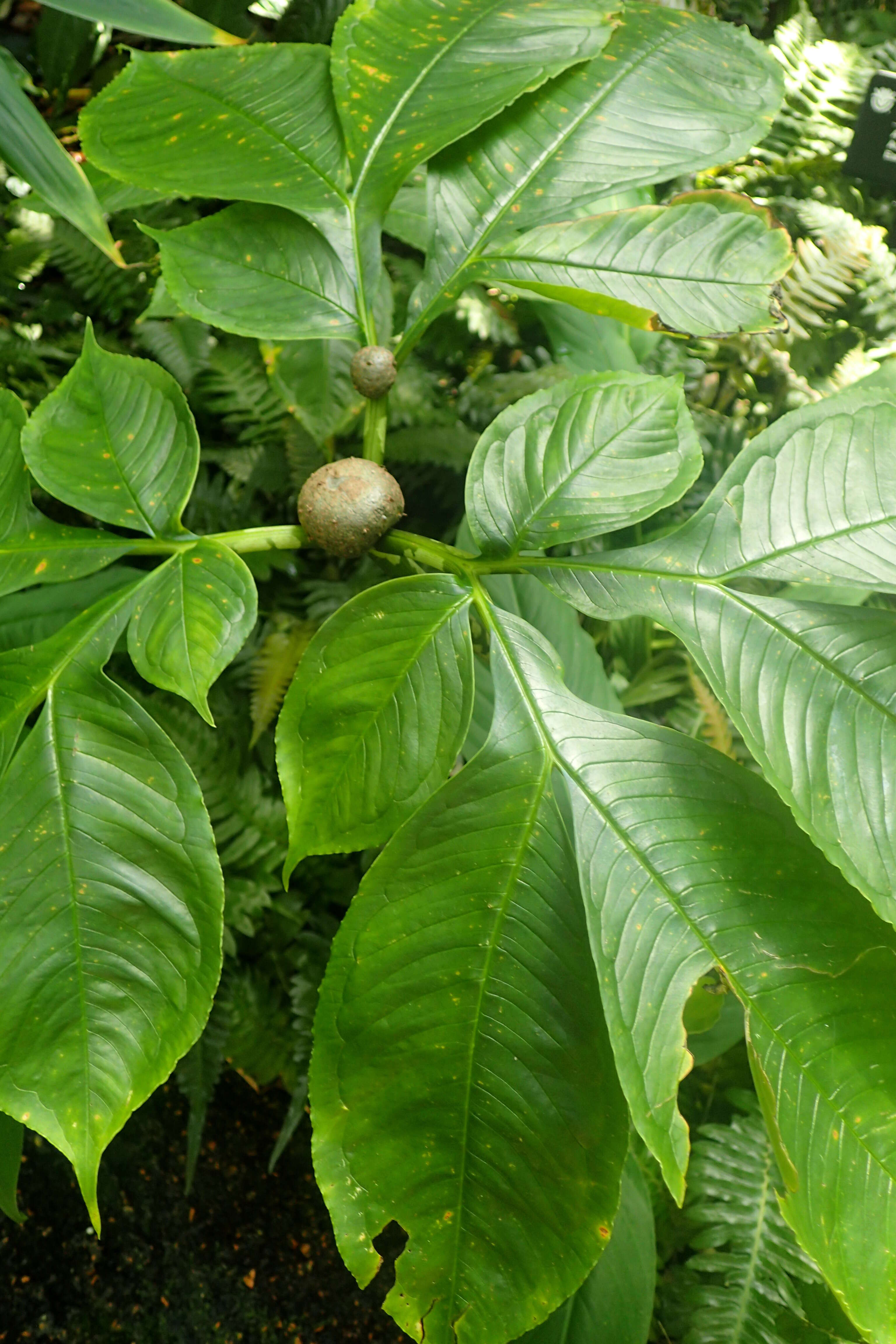 Image of Amorphophallus bulbifer (Roxb.) Blume