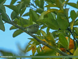 Phylloscopus chloronotus (Gray, JE, Gray & GR 1847) resmi