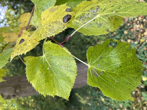 Image de Tilia mongolica Maxim.