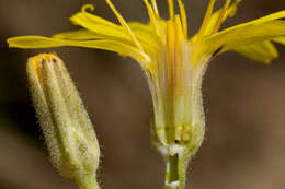 Image of largeflower hawksbeard