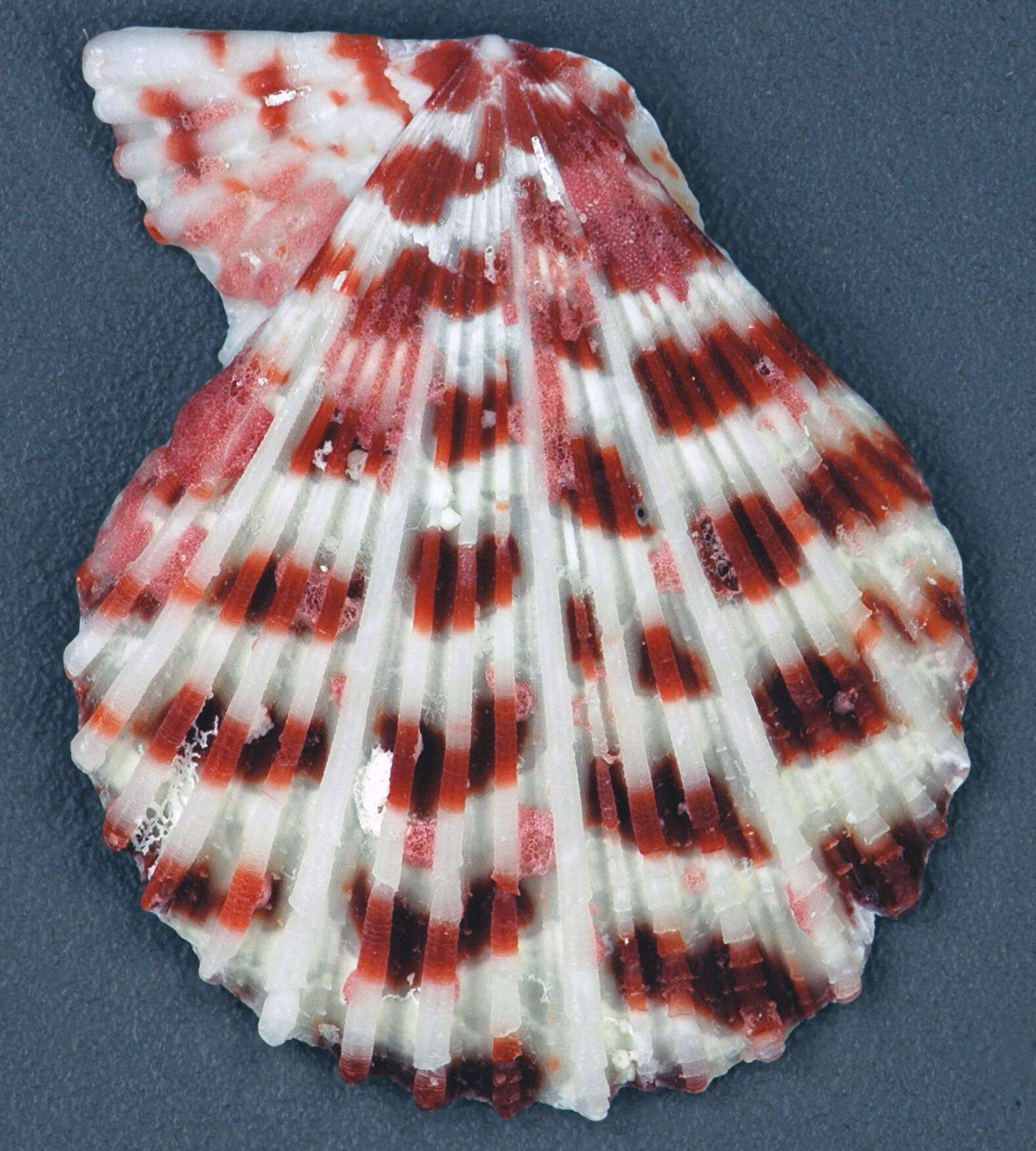 Image of Caribachlamys T. R. Waller 1993