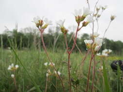 Image of Meadow Saxifrage