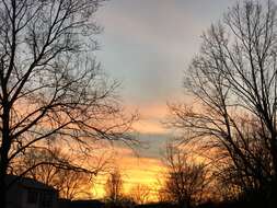 Image of American sycamore