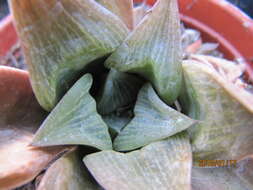 Image of Haworthia retusa (L.) Duval