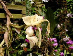 Image of The handled Stanhopea