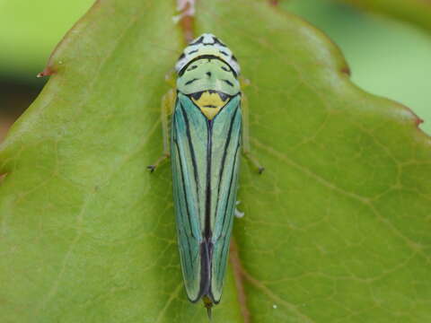 Image of Blue-Green Sharpshooter