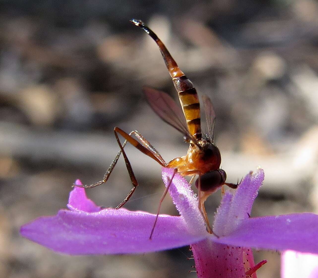 Image of Stylogaster