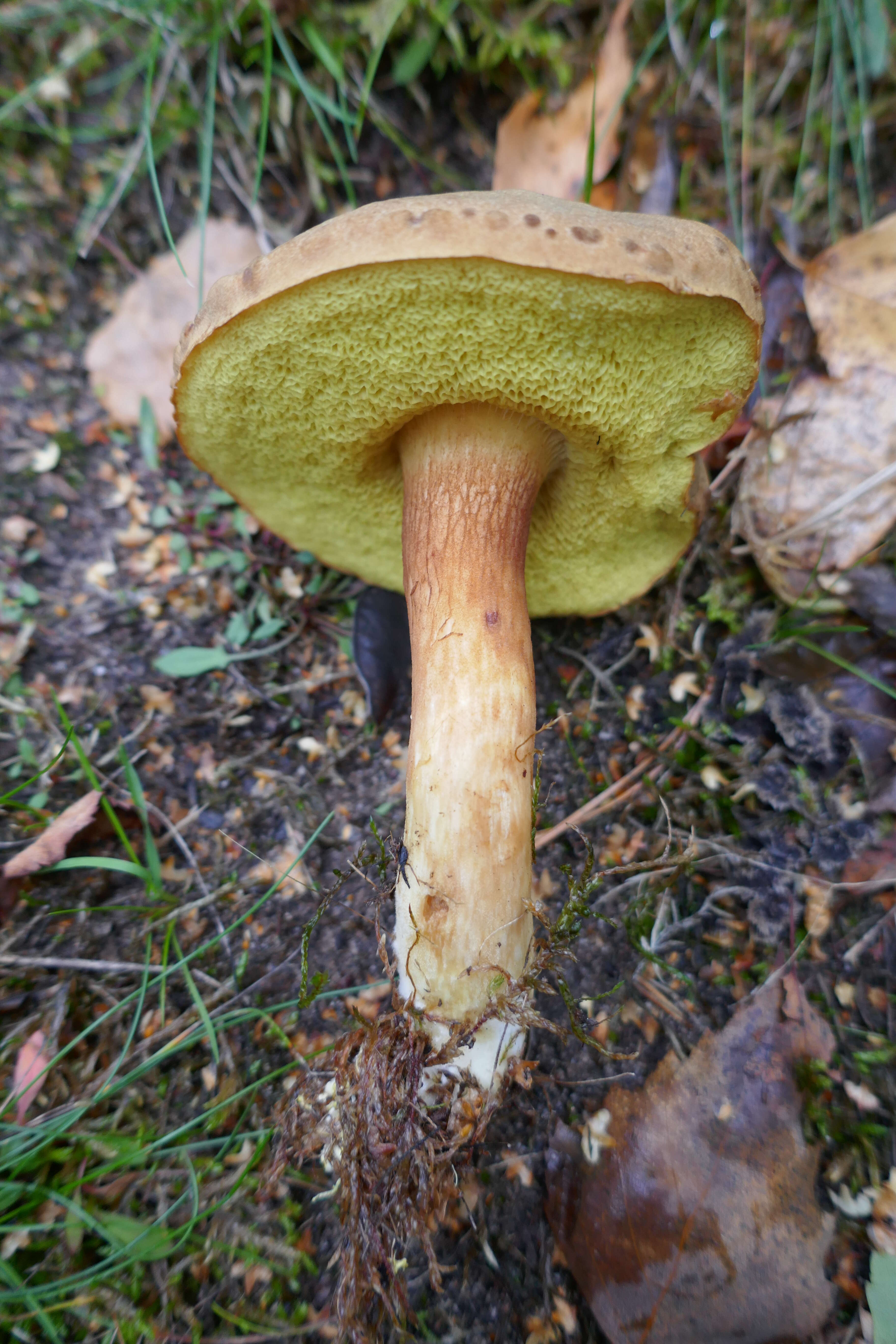 Image of Boletus subtomentosus L. 1753