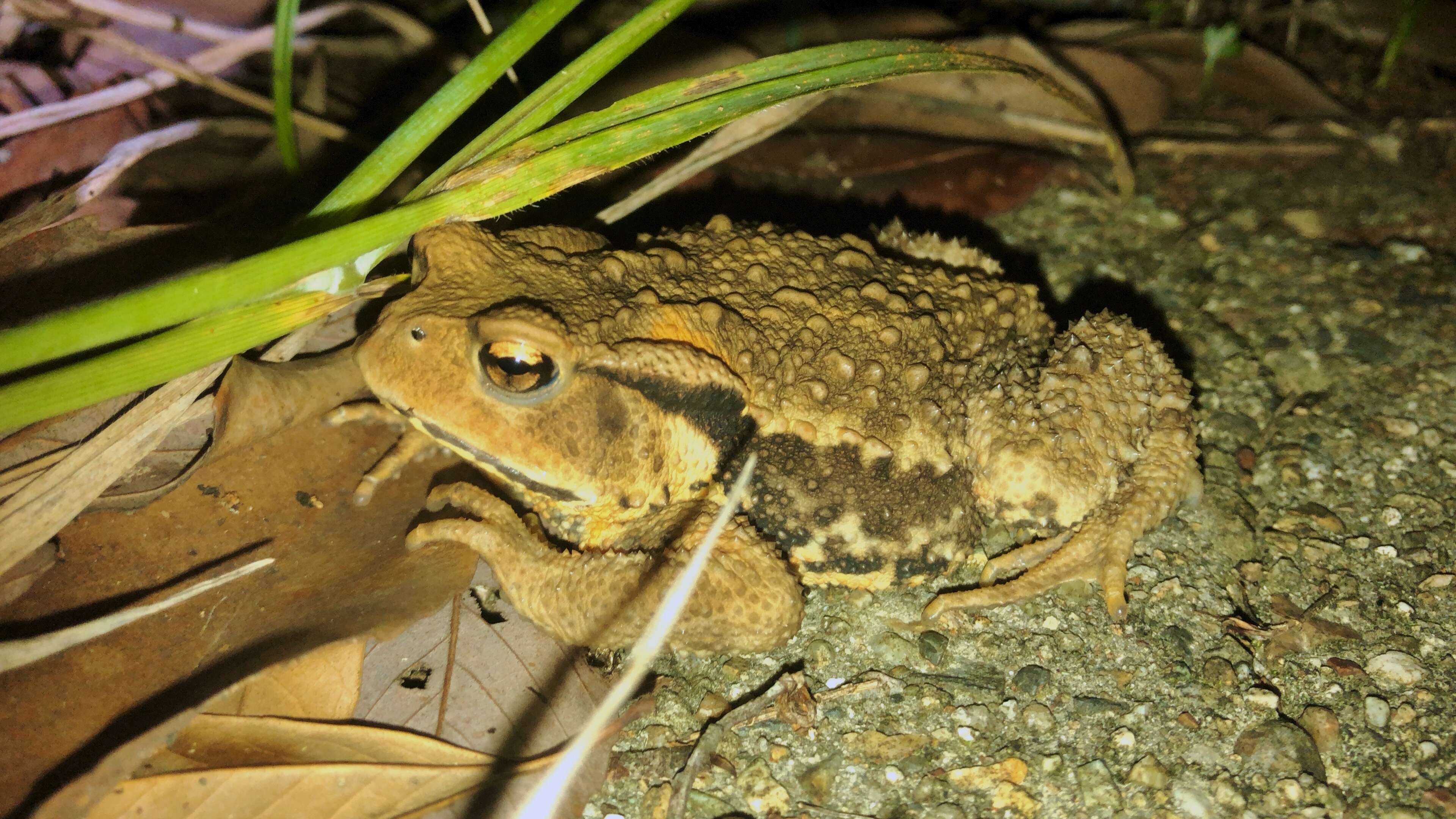 Image of Japanese Common Toad