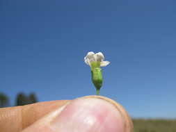 Image of African boxthorn