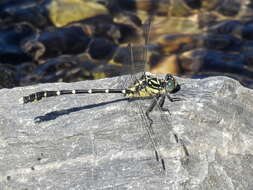 Image of Hemigomphus heteroclytus Selys 1854