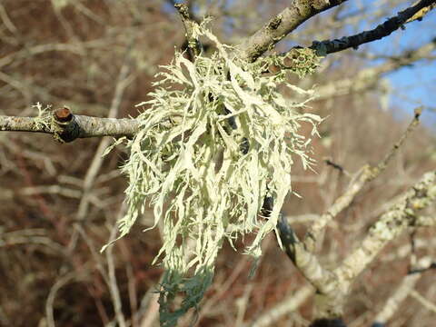 Imagem de Ramalina farinacea (L.) Ach.