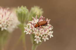 Image of Nemognatha (Meganemognatha) lurida (Le Conte 1853)