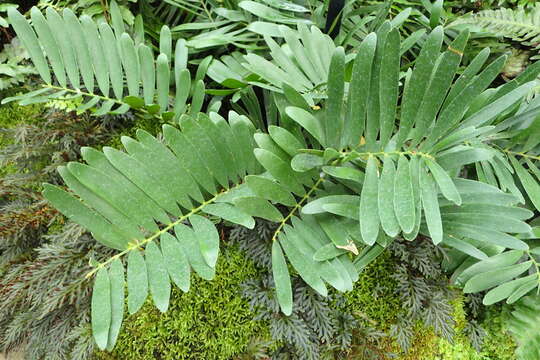 Image of coontie