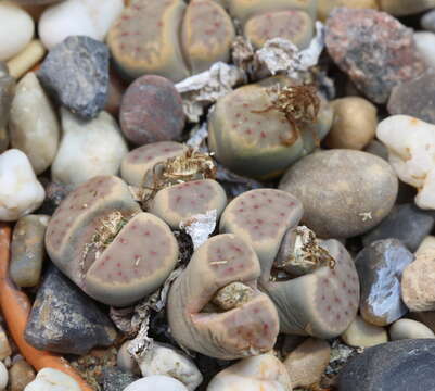 Imagem de Lithops dinteri Schwant.