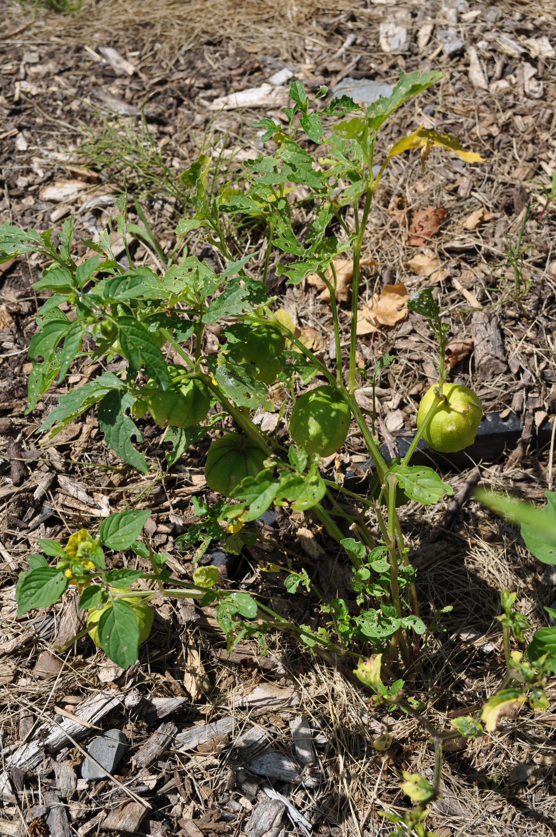 Physalis longifolia Nutt. resmi