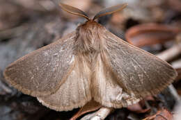 Image of giant lappet moths