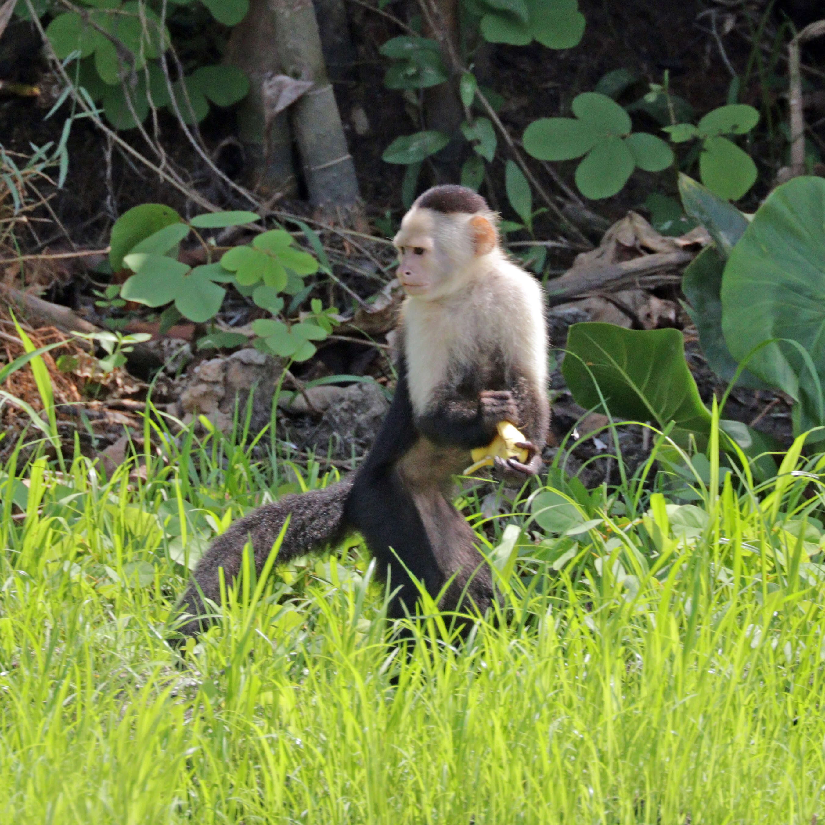 Image of Panama capuchin monkey