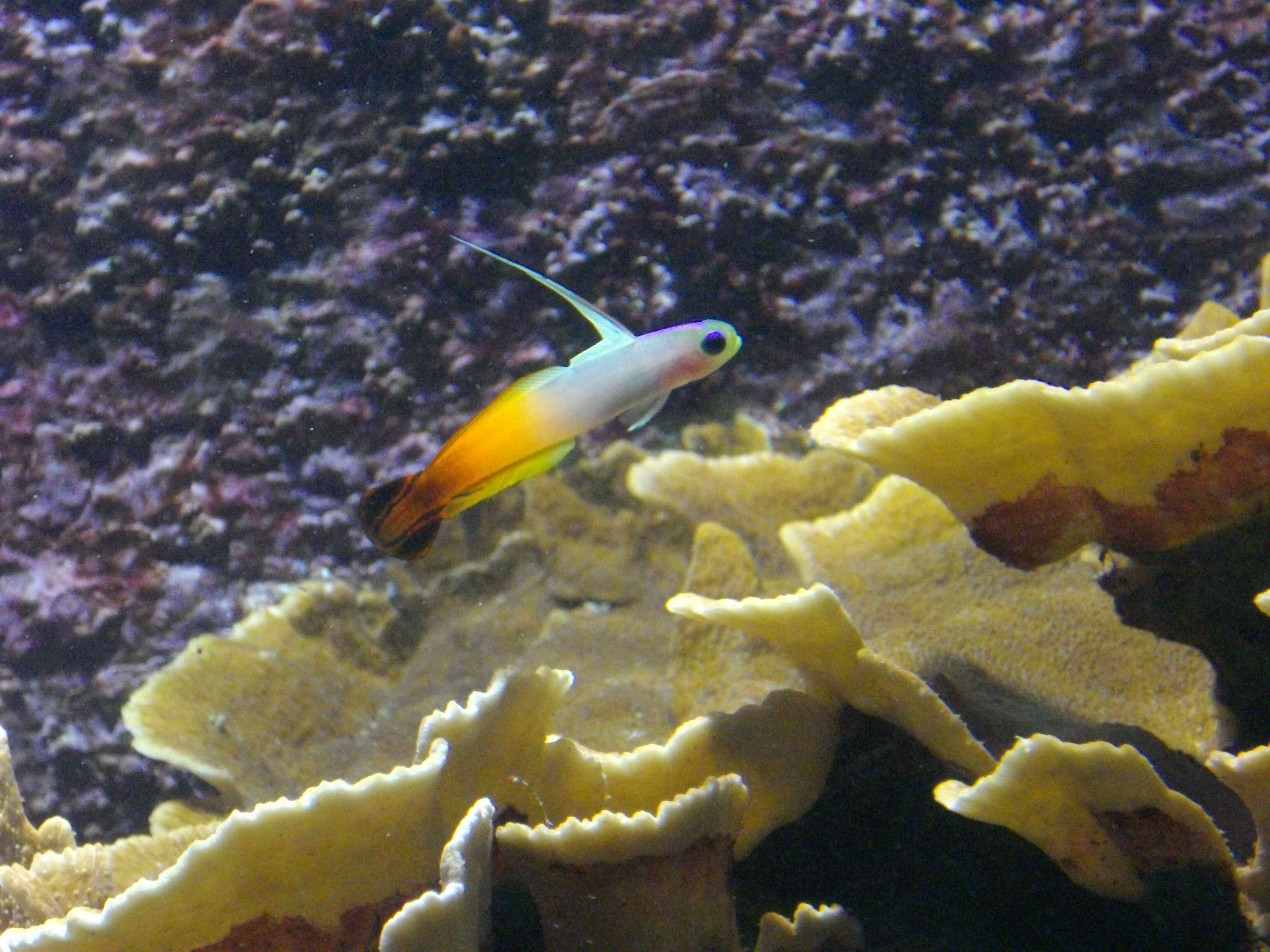 Image of Fire Dartfish