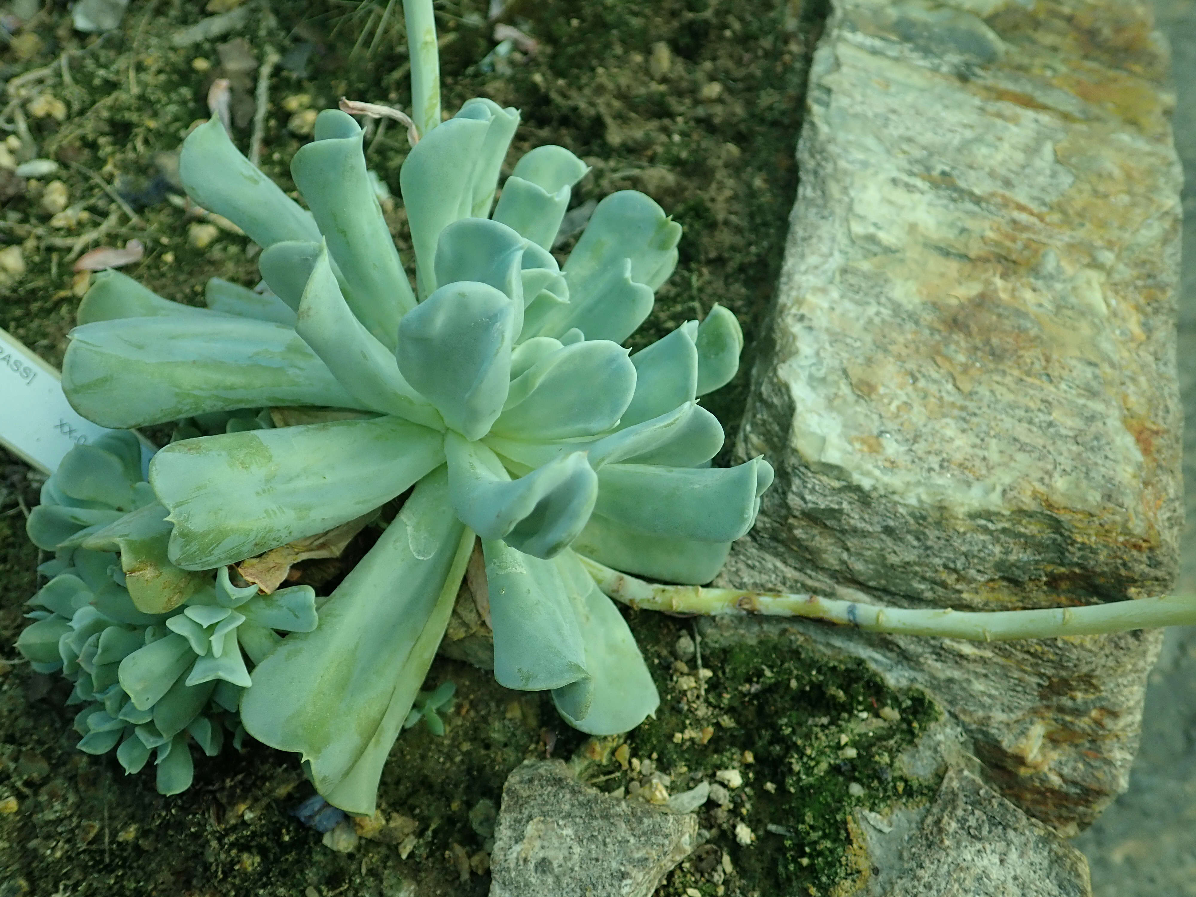 Image of Echeveria runyonii Rose