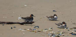 Image of Red-necked Phalarope