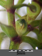 Image of western waterweed