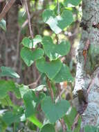 صورة Aristolochia elegans Mast.