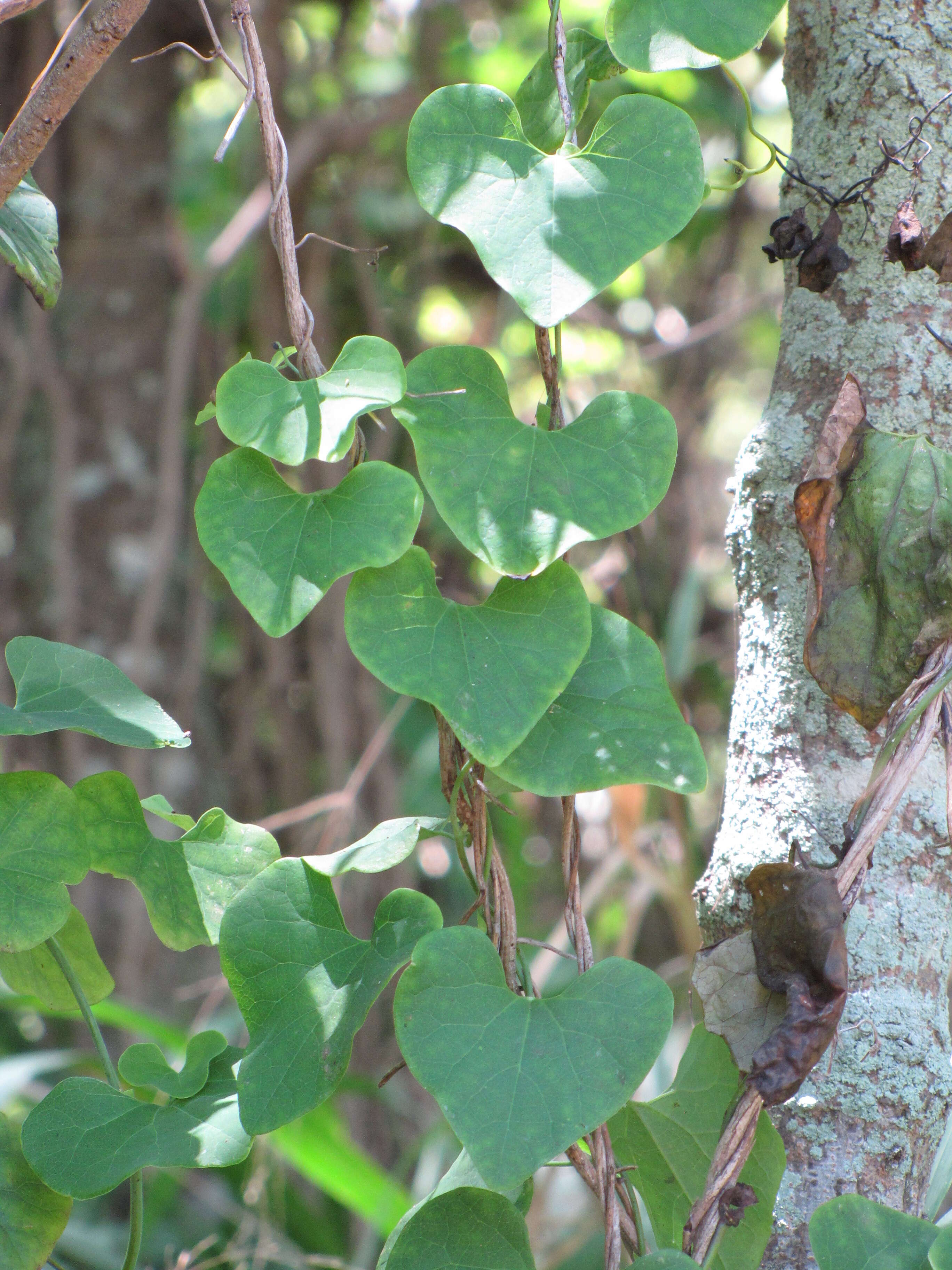 صورة Aristolochia elegans Mast.