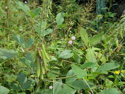 Image of smooth rattlebox