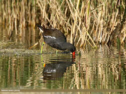 Image of Common Moorhen