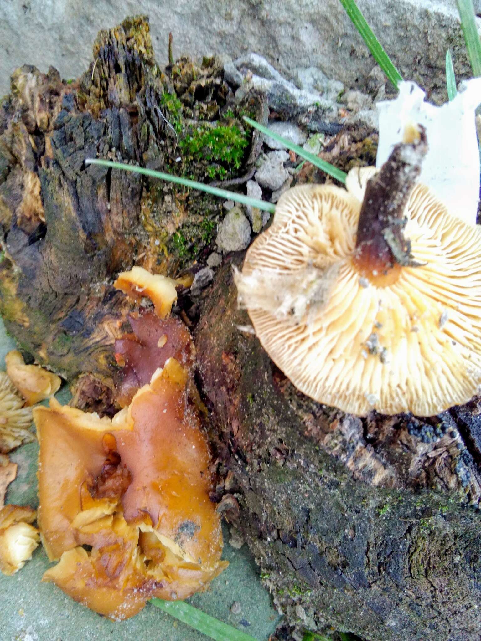 Plancia ëd Flammulina velutipes (Curtis) Singer 1951