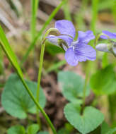 Image of common dog-violet