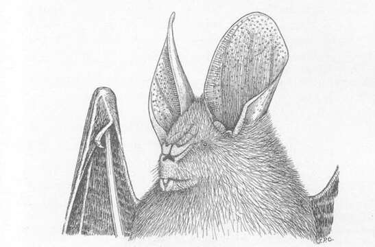 Image of Slit-faced Bats