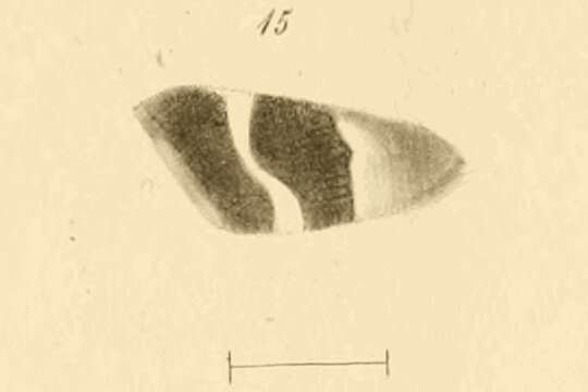 Image of Pyrausta tithonialis Zeller 1872