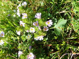 Imagem de Euphrasia officinalis subsp. officinalis