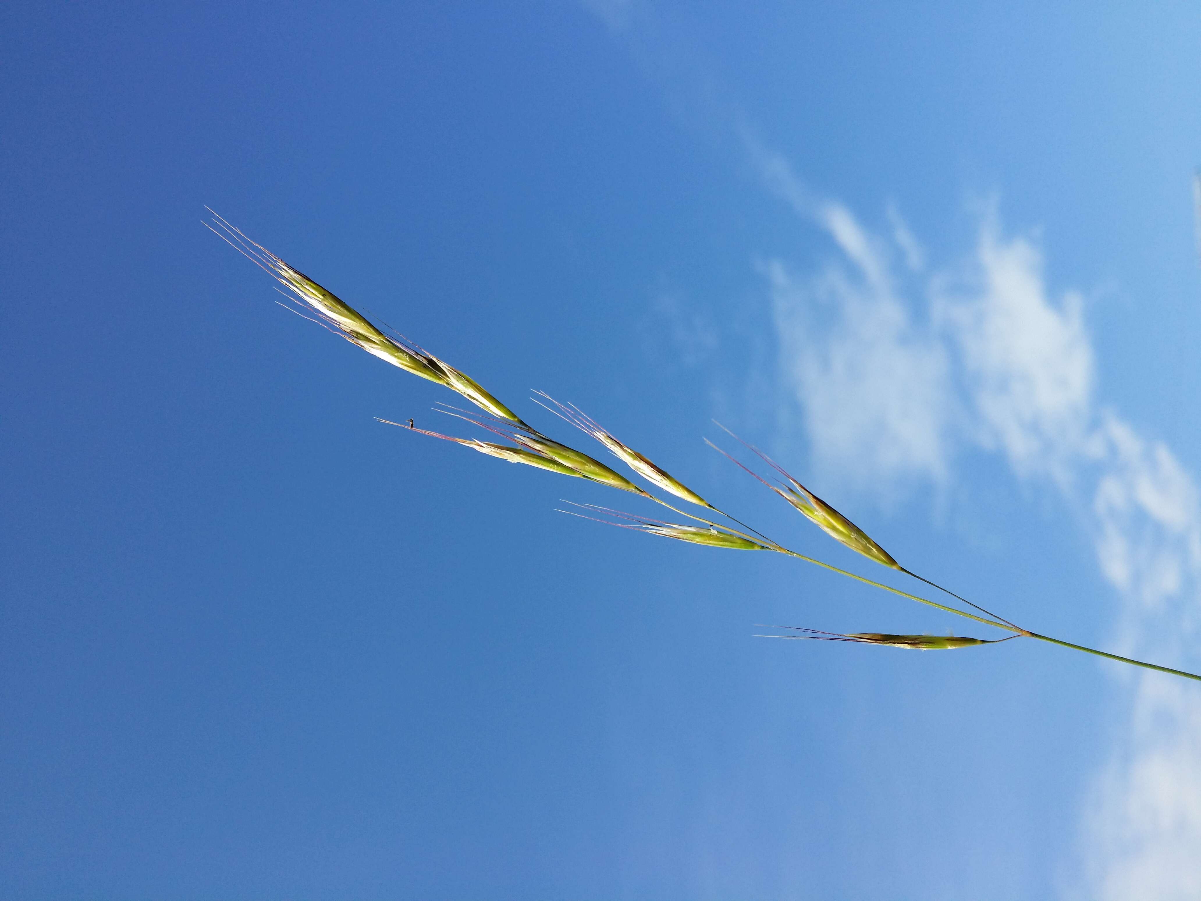 Image of Helictochloa pratensis (L.) Romero Zarco