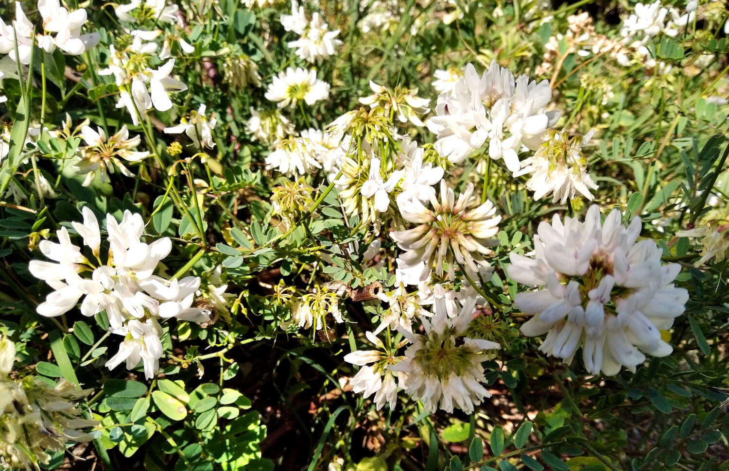 Plancia ëd Coronilla